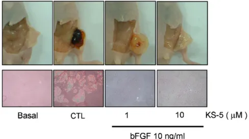 Fig. 6. Eﬀects of KS-5 on bFGF-induced angiogenesis in vivo. Top: anti-angiogenesis eﬀect of KS-5 in in vivo mouse Matrigel-plug assay.