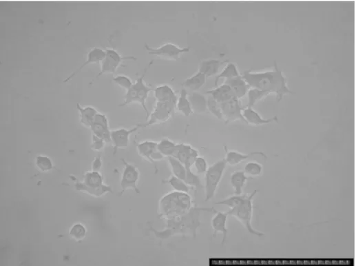 圖 4.2：PC12 細胞第 1 天生長情況（B2-7）（scale bar= 30μm） 