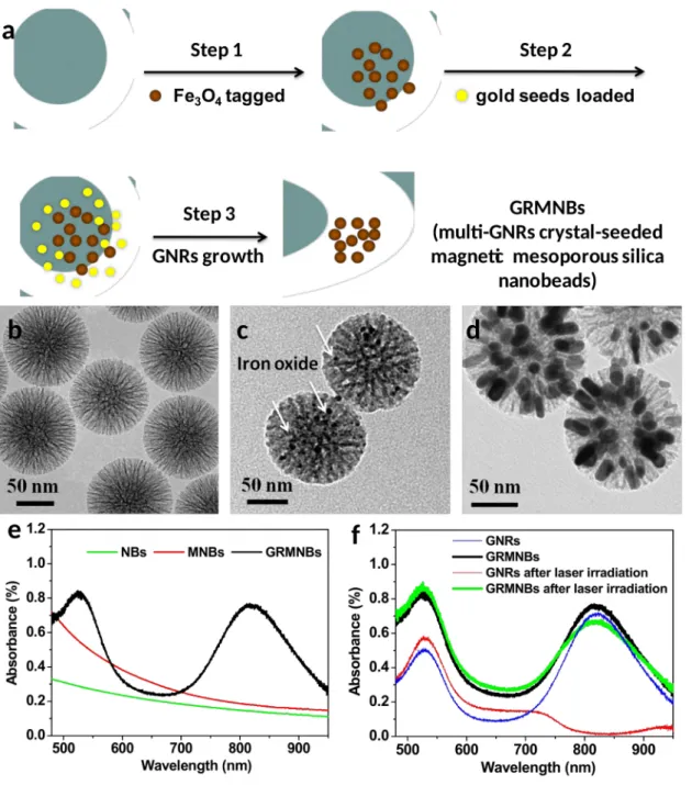 Figure 1. Representative images and physical analysis of GRMNBs. a) Schematic illustration of the synthesis and structure of the magnetic mesoporous silica nanobeads with multi gold nanorods crystal-seeded (GRMNBs)