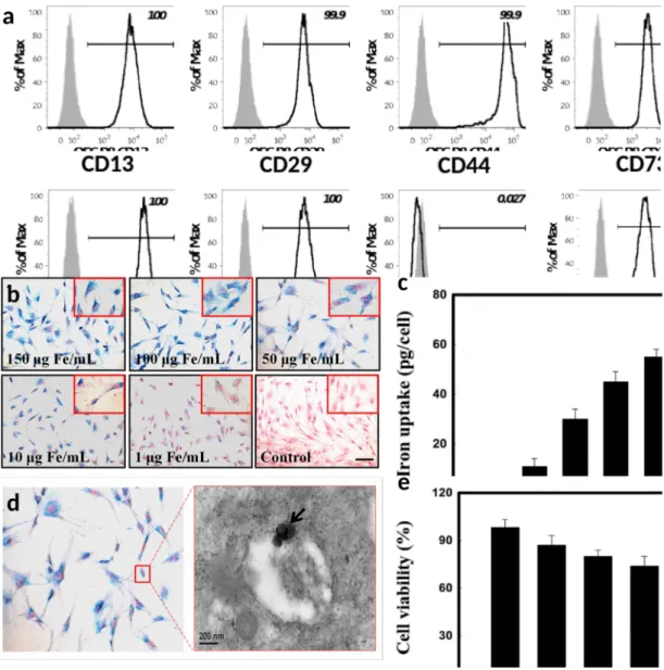 Figure 2. Isolation of UMSCs from human umbilical cord and characterization after GRMNB labeling