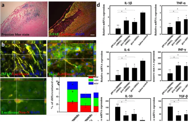 Figure  5.  Increased neurogenesis and immunomodulation by  Luc-GRMNBs-UMSCs  trans- trans-plantation