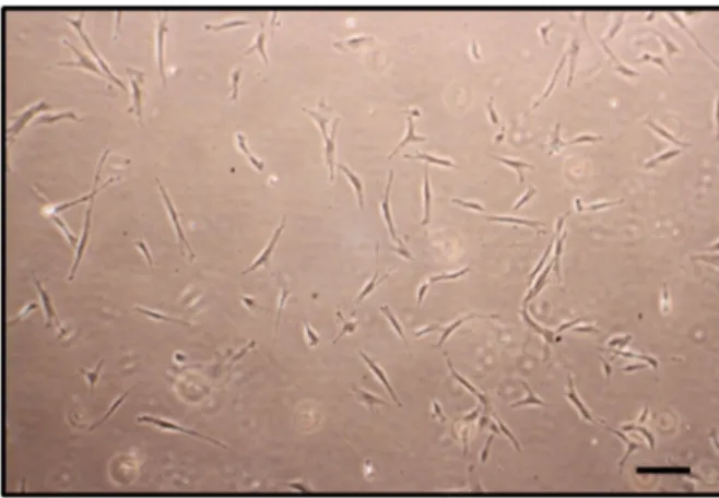 Figure S4. Representative image of umbilical cord-derived mesenchymal stem cells  (UMSCs) with fibroblast-like morphology