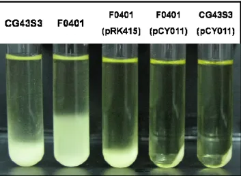 Fig.  1  Comparison  of  precipitation  speed  of  Kp  wild  type  (CG43S3),  fur  mutant  (F0401),  and the strains carried the complement plasmid (pCY011)