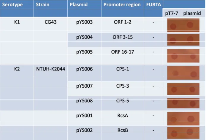 Table 1  The binding ability of Fur on the promoter  regions of K1 and K2 cps gene cluster  and  rcsAB  in  FURTA