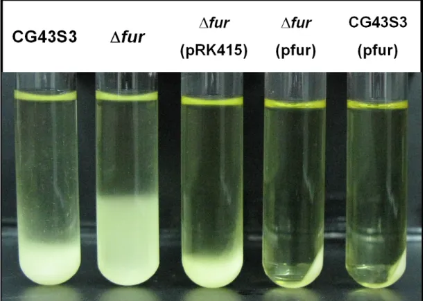 Figure  1.  Kp  CG43S3  fur  gene  deletion  rendered  a  more  viscous  phenotype  by  using sedimentation assay