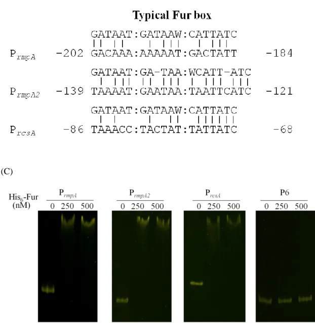 Figure  3.  Fur  directly  repressed  the  expressions  of  rmpA,  rmpA2,  and  rcsA.  (A)  qPCR  analysis