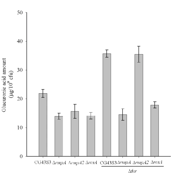 Figure 4. Fur represses the CPS biosynthesis via RmpA and RcsA. Bacteria strains,  as indicated in the margin, were grown in LB medium at 37℃ with agitation