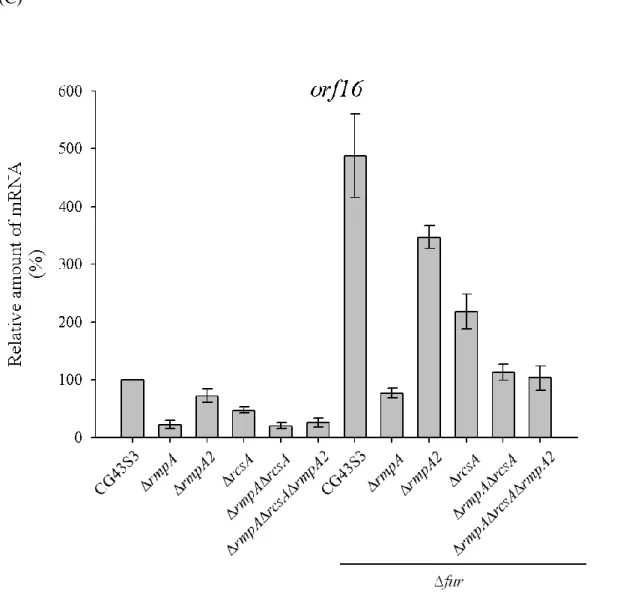 Figure 5. qPCR analyses of the expressions of the K2 cps genes. Bacteria strains,  as indicated in the margin, were grown in LB medium at 37℃ with agitation and then  subjected  to  qPCR  analyses  for  the  detection  of  orf1  (A),  orf3  (B),  and  orf1