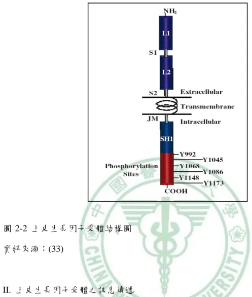 圖 2-2  上皮生長因子受體結構圖  資料來源：(33) 