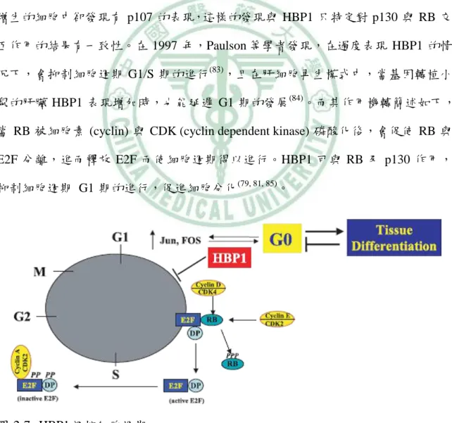 圖 2-7     HBP1 調控細胞週期  資料來源：(76) 
