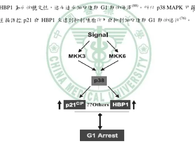 圖 2-8     HBP1 為p38 MAPK 路徑之作用目標  資料來源：(76) 