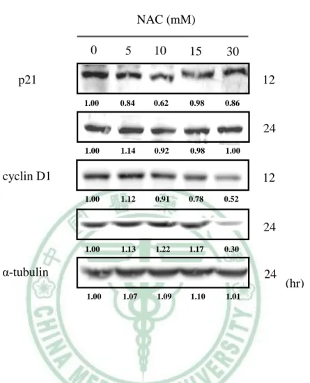 圖  4-6    NAC 抑制 cyclin D1 的活化。 HSC-3 細胞給予 0-30 mM 不同濃度之 NAC，