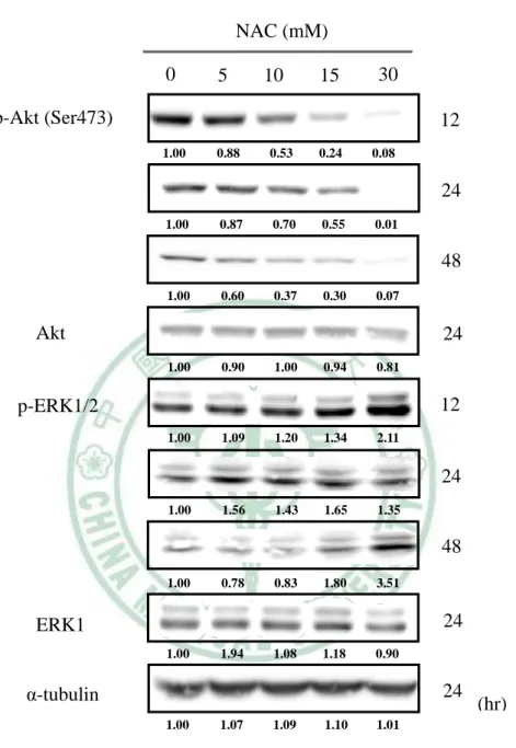 圖  4-10    NAC 抑制 Akt 活化與誘導 ERK 磷酸化。  HSC-3 細胞給予 0-30 mM 不 同濃度之 NAC，12、24 和 48 小時後，利用 trypsin 將細胞打下萃取總蛋白以西方 點墨法分析 Akt 與 ERK 的蛋白表現，此實驗至少重複兩次。 0 5 10 15 30 NAC (mM)  12  24   48 p-Akt (Ser473)  24   α-tubulin Akt 24 12   24   48   p-ERK1/2 ERK1 24  (hr) 1.00