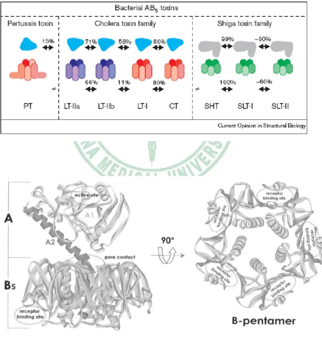 Figure 2.    忌熱性腸毒素的結構 