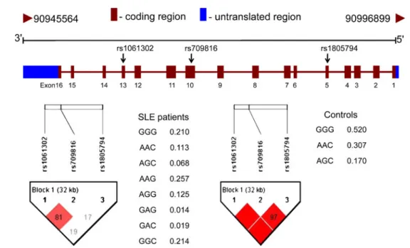 Table III Haplotype Frequencies of NBS1 Gene Between SLE Patients and Controls