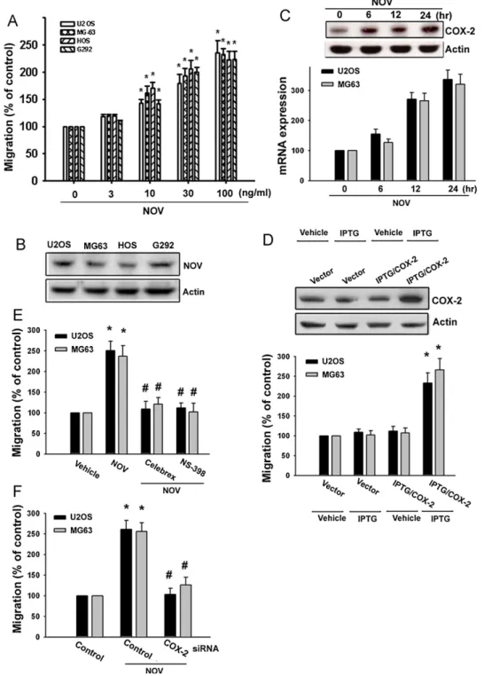 Fig. 1. NOV induced migration and COX-2 expression in human osteosarcoma cells. (A) Cells were incubated with various concentrations of NOV, and in vitro migration activities measured with the Transwell after 24 h (n = 5)