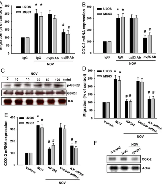 Fig. 2. NOV induced osteosarcoma cell migration through a v b 5 integrin. (A and B) Cells were and pretreated with a v b 3 and a v b 5 monoclonal antibody (10 m g/ml) for 30 min followed by stimulation with NOV