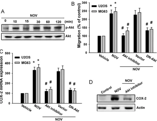 Fig. 3. Akt is involved in NOV-mediated migration and COX-2 expression in osteosarcoma