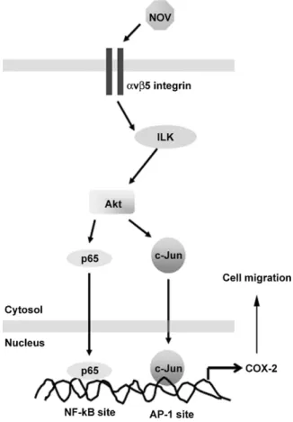 Fig. 6. Schematic diagram of the signaling pathways involved in NOV-induced cell migration and COX-2 expression in osteosarcoma cells