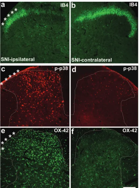 Fig. 1. Spared nerve injury (SNI) induces isolectin B4 (IB4) down-regulation, p38 activation, and CD11b (OX-42)  up-regula-tion in the spinal cord dorsal horn 3 days after injury