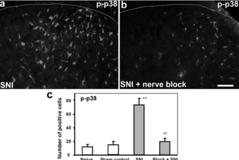 Fig. 4. Nerve conduction blockade pre- pre-vents p38 activation in spinal microglia.