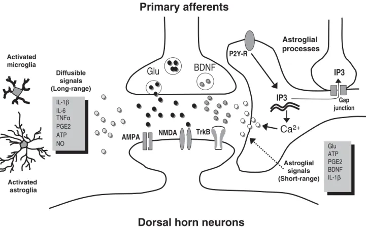 Fig. 4. Putative signals from glia to neurons. Astrocytic processes make very close contact with synapses
