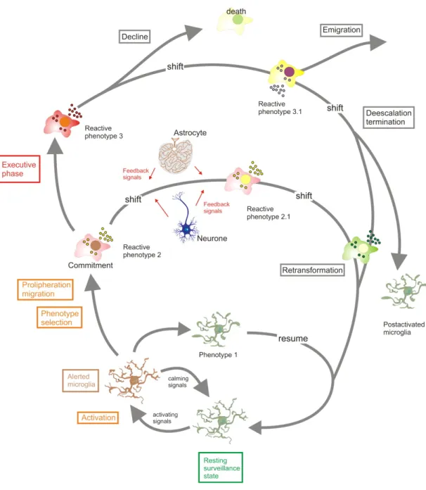 Figure  1  Microglial  activity  states  throughout  an  activation  process.  The  “resting” 