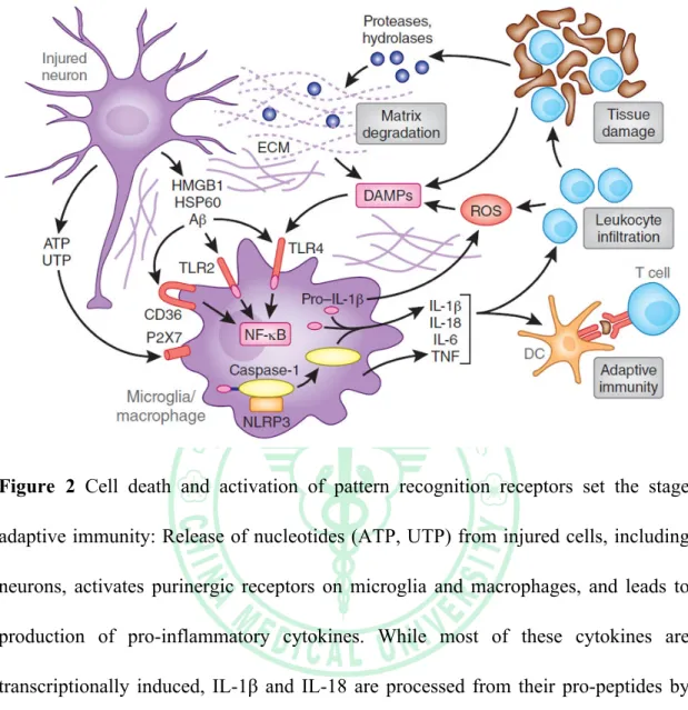 Figure  2  Cell  death  and  activation  of  pattern  recognition  receptors  set  the  stage  adaptive immunity: Release of nucleotides (ATP, UTP) from injured cells, including  neurons,  activates  purinergic  receptors  on  microglia  and  macrophages, 