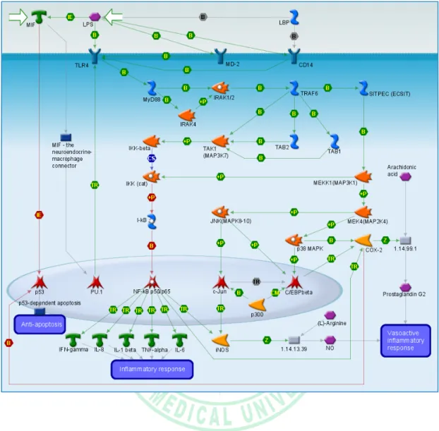 Figure 3: Proposed MAPK and NF-κβ pathways (Annual review of immunology  2003;21:335-76 ) 