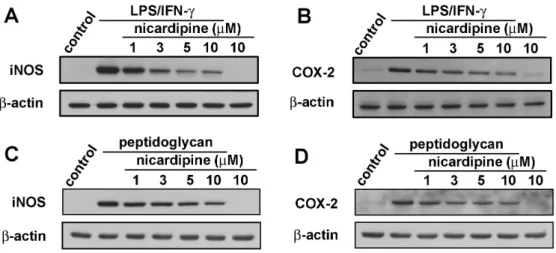 Figure 7	  Inhibitory effect of iNOS and COX-2 expressions in LPS/IFN-γ-stimulated  BV-2  microglia