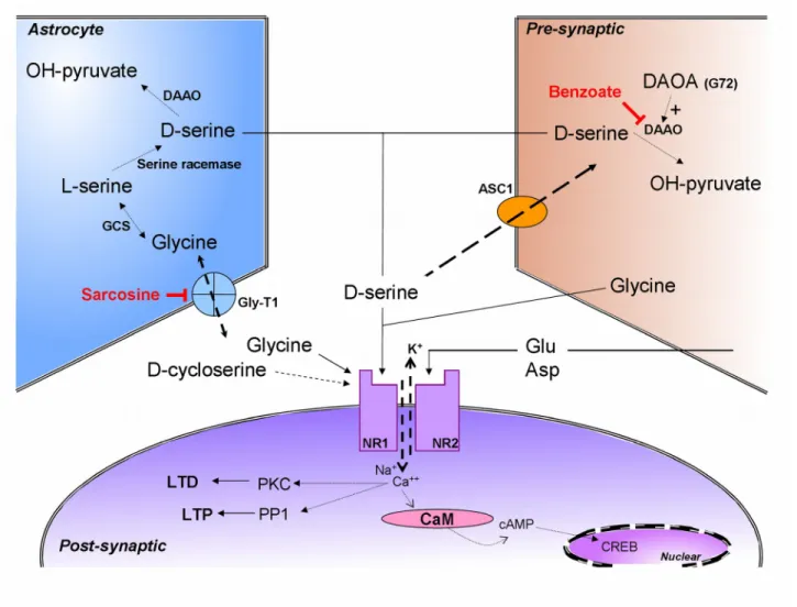 Figure 1. The potential drug targets of the NMDA synapse. Glutamate and aspartate are agonists;