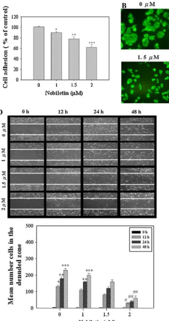 Fig. 2 The effects of nobiletin on the cell–matrix adhesion, cell morphology/actin cytoskeleton arrangement, invasion, and migration in AGS cells