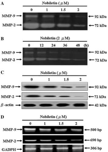 Fig. 3 Effect of nobiletin on MMP-2 and MMP-9 expressions in AGS cells. a The activities of MMP-2 and MMP-9 were inhibited by nobiletin in a dose-dependent manner
