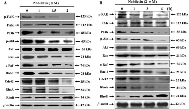 Fig. 4 Dose- and time-dependent effect of nobiletin on the phos- phos-phorylation of FAK/Akt, the protein expressions of PI3K, and small GTPases family