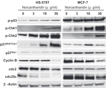 Fig. 2. Expression of cell cycle regulatory molecules in norcantharidin-treated BCa cell lines