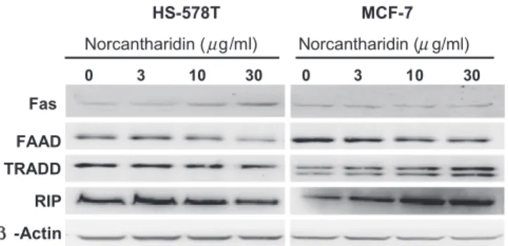 Fig. 4. Biomodulatory effect of norcantharidin on expression of death receptor- receptor-mediated extrinsic apoptotic pathway