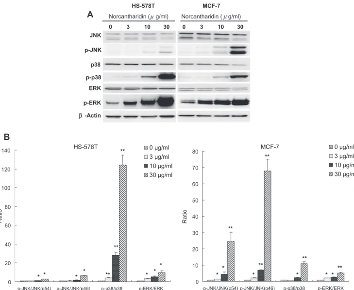 Fig. 7. Involvement of MAPK activation in norcantharidin-induced BCa cytotoxicity. HS-578T and MCF-7 cells were incubated with norcantharidin at indicated concentrations for 24 h