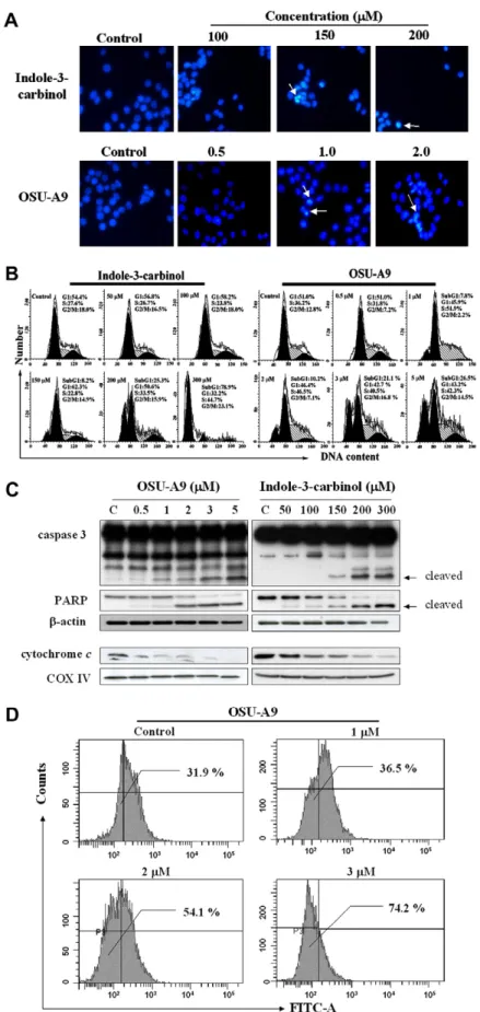 Figure 2 OSU-A9 and indole-3-carbinol (I3C) induced apoptosis through the mitochondrial pathway in SCC2095 cells