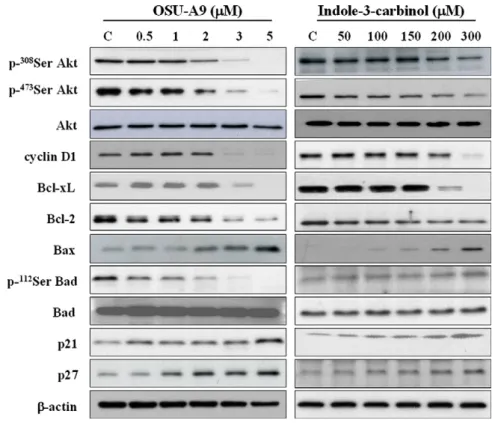 Figure 3 The effect of OSU-A9 on proteins involved in Akt signaling, anti-apoptosis, pro-apoptosis, and cell cycle in SCC2095 cells.