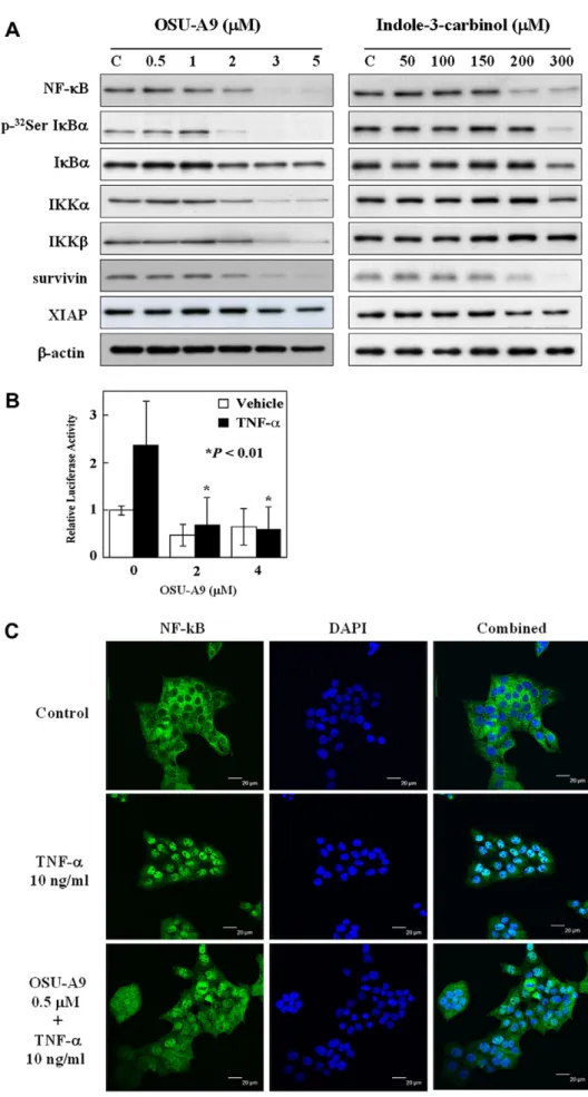 Figure 4 The effect of OSU-A9 on the NF- j B pathway in SCC2095 cells. Western blotting of proteins in the NF- j B pathway (A)