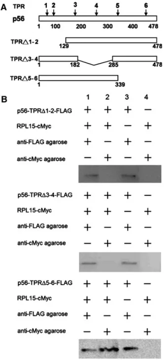 FIG. 4. Mapping of p56 tetratricopeptide repeat (TPR) domains crucial for interacting with RPL15
