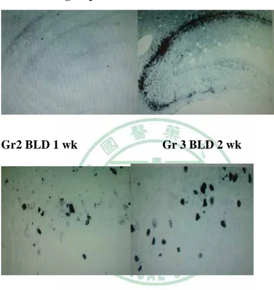 Fig 3 Apoptotic cells of hippocampus 