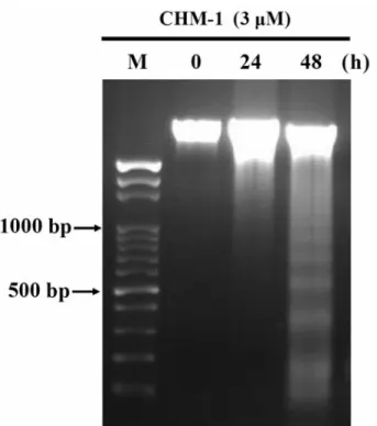 Figure 3. CHM-1-induced DNA fragmentation in U-2 OS cells was examined by DNA gel electrophoresis