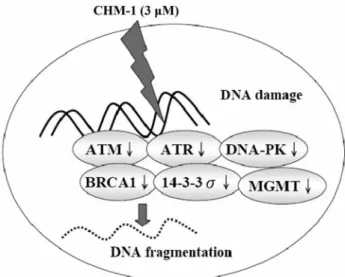 Figure 5. The possible signaling pathway for CHM-1-reduced expression of DNA damage and repair genes in a human osterogenic sarcoma cell line (U-2 OS).
