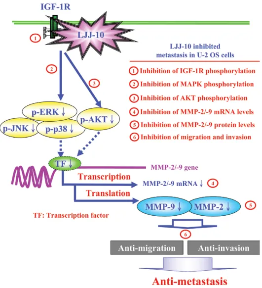 Figure 7. LJJ-10 participates in the anti-metastatic molecular mechanisms of human osteosarcoma U-2 OS cells.