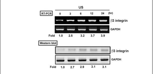 Fig. 2.  超音波刺激增加造骨 超音波刺激增加造骨 超音波刺激增加造骨 超音波刺激增加造骨細胞 細胞 細胞 細胞  β β β β3 integrin 的表現 的表現 的表現 的表現  Fig