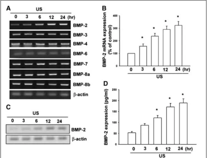 Fig. 4. US stimulation induces BMP-2 expression in osteoblasts. Osteoblasts were exposed to US for 20 min