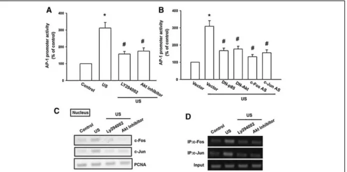 Fig. 7. PI3K and Akt pathway is mediated US-induced AP-1 activity. A: The AP-1 promoter activity was evaluated by transfection with  the  AP-1-Luc  luciferase  expression  vector