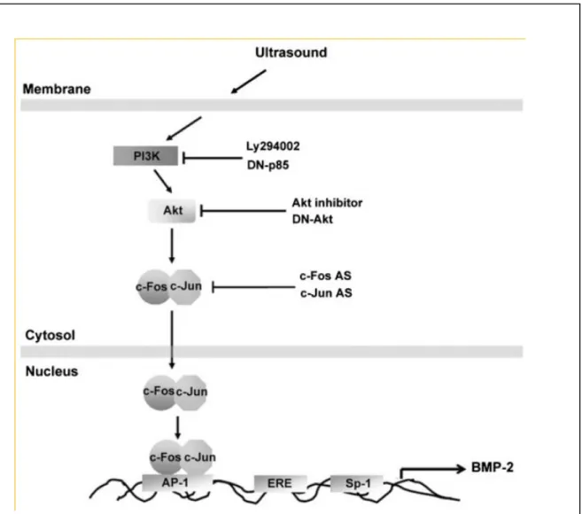 Fig. 8. Schematic diagram of the signaling pathways involved in US-induced BMP-2 expression in osteoblasts