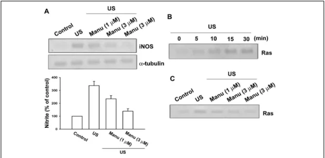 Fig. 9 Involvement of Ras signaling pathway in response to US stimulation in osteoblasts